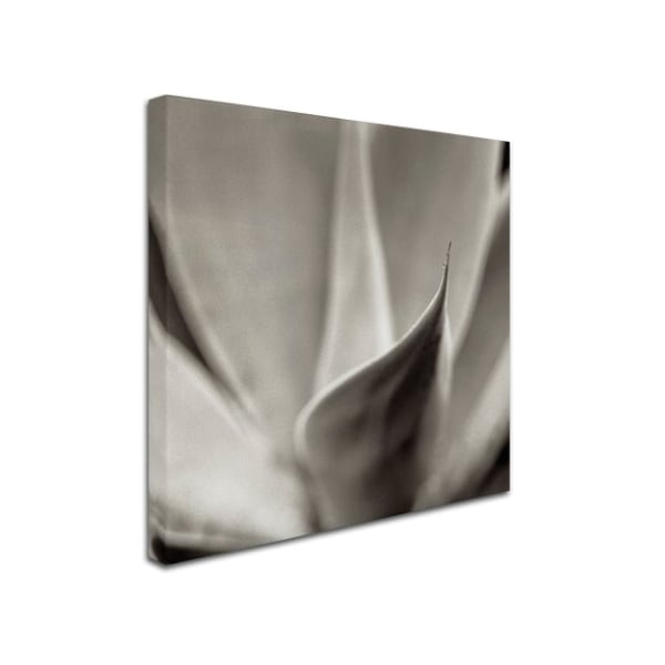 Alan Blaustein 'Florison 42' Canvas Art,24x24